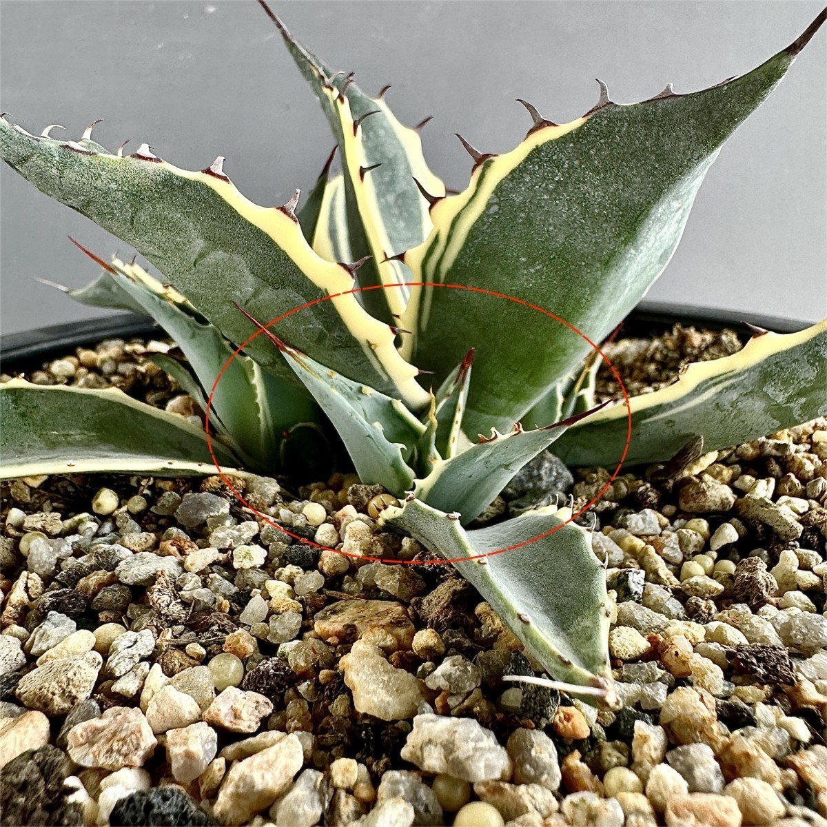 P75-5 特選 アガベ 多肉植物 頼光錦 ファイヤーボール 極上株