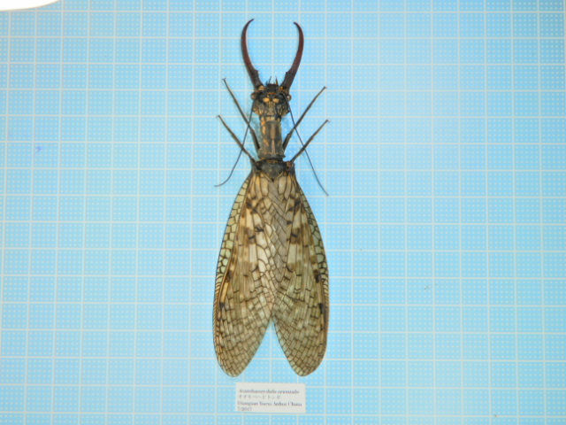 特大オオキバヘビトンボ 標本 165mm 腹部処理がしっかりしてあって状態良い