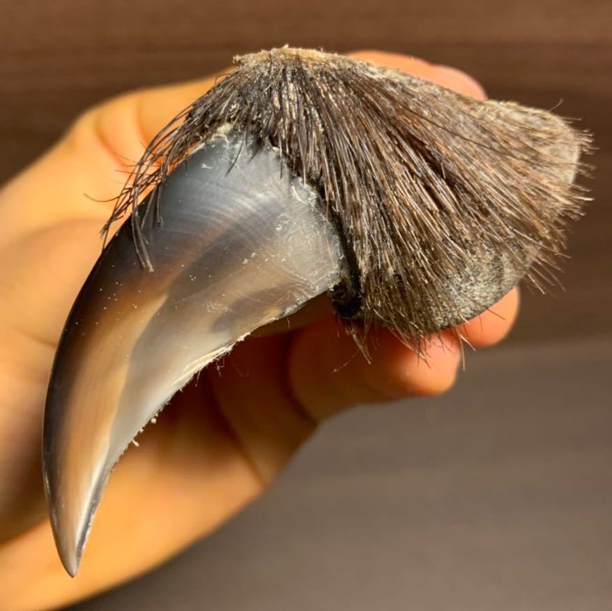 金毛 ヒグマ 巨大 爪 熊の爪 熊爪 熊の爪 巨大ヒグマ熊爪 送料無料