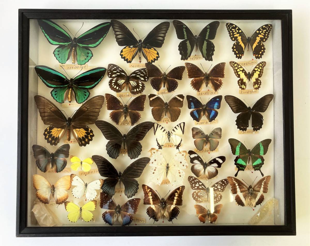 アカメガネトリバネアゲハ！ペア！標本2 M109770581 - 標本ブランド