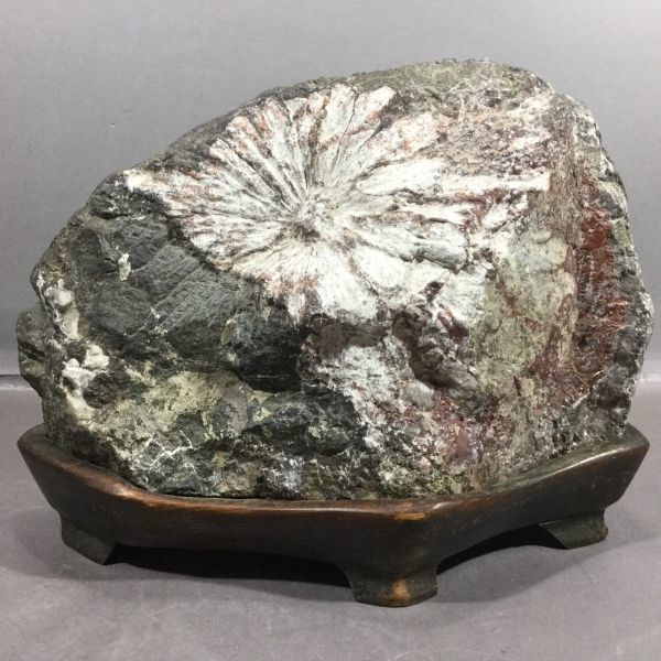 源・h】鑑賞石・菊花石/唐木台付