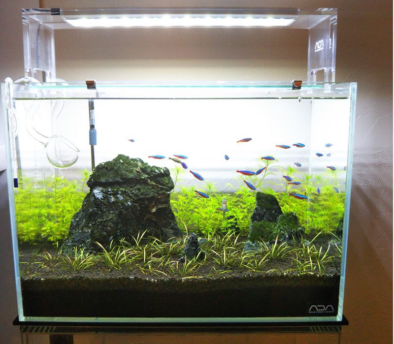 ADA 60cm キューブガーデン 30㎝キューブガーデン 注水しますた #ADA