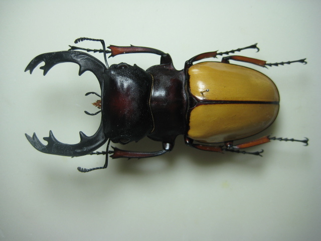 フェモラリスツヤクワガタ 標本 フェモラリスツヤクワガタ 標本