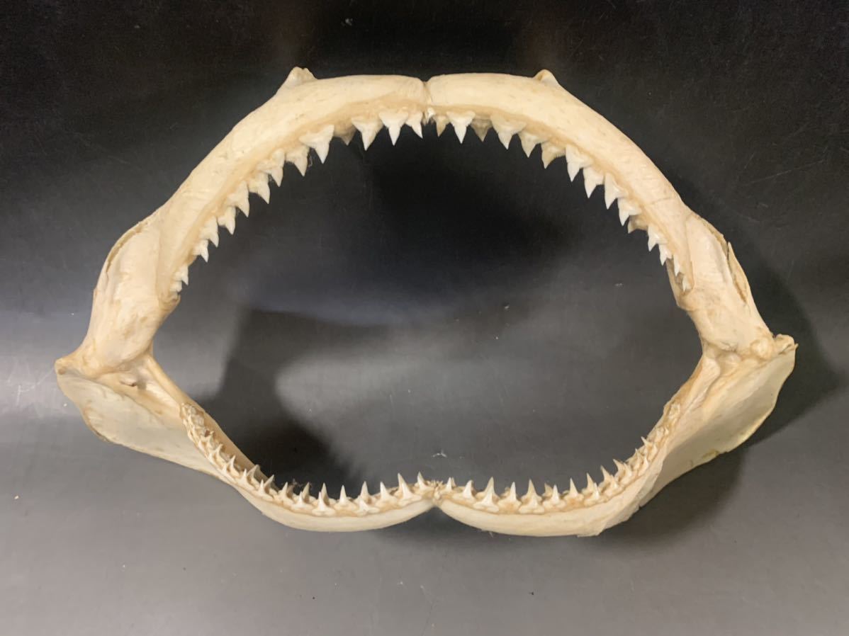 サメの歯 サメ口顎 標本 鮫 標本 口 顎 歯 サメ 骨 化石 骨格