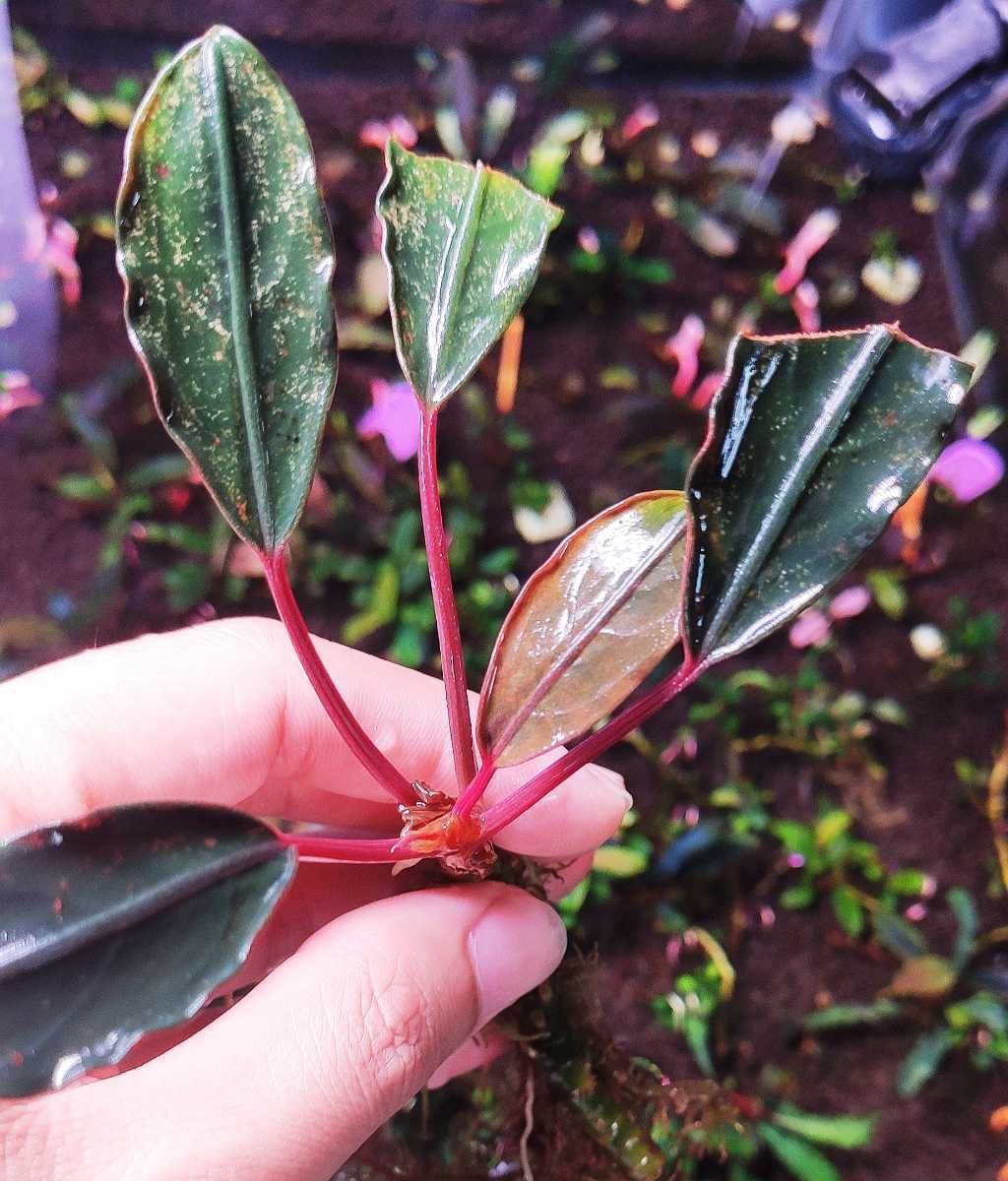 ブセファランドラ 割引 sp. ピンクレディ（大株） Bucephalandra