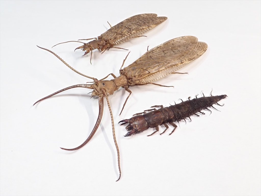 中国産 巨大ヘビトンボ 164mm 中国産巨大ヘビトンボ 中国で世界最大の