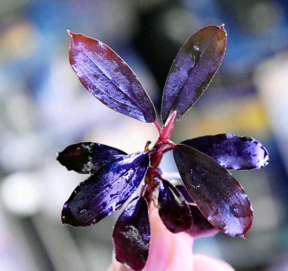 ブセファランドラspゴーストカリマンタン 群生株 大株 分岐株 5株あり