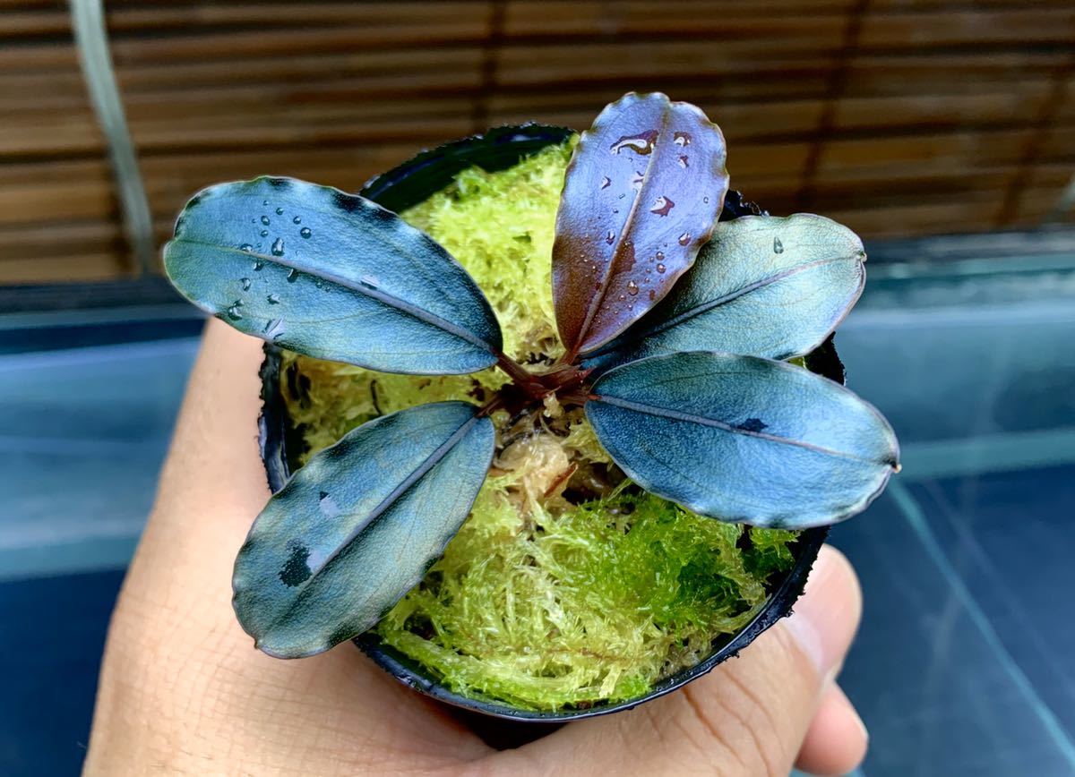 専用出品 ブセファランドラsp.Blue Melon（ブルーメロン）水上株