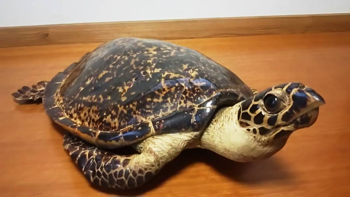 亀の剥製 お買い得品 縁起物 タイマイ剥製 べっ甲 鼈甲 海ガメ 海亀
