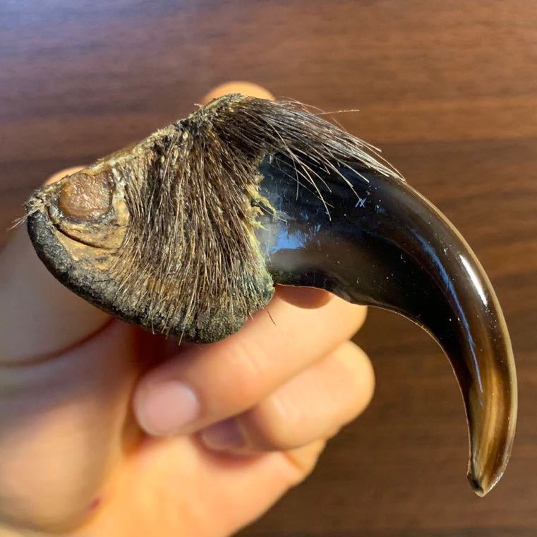 クマの爪 熊の爪 ペンダントトップ ヒグマの爪 マクラメ ペンダント
