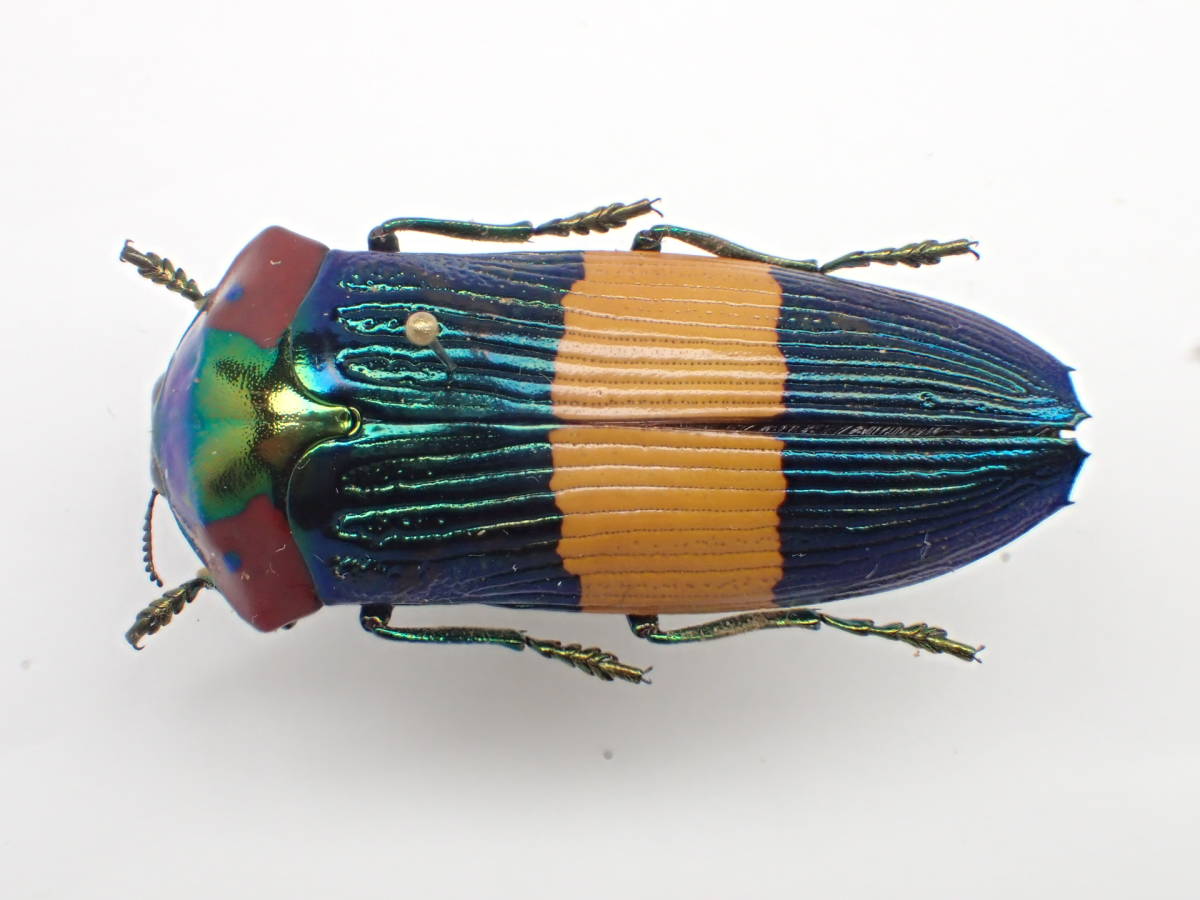 玉蟲-生きた宝石-」展 レポート その1 ときてっと TOKITETO