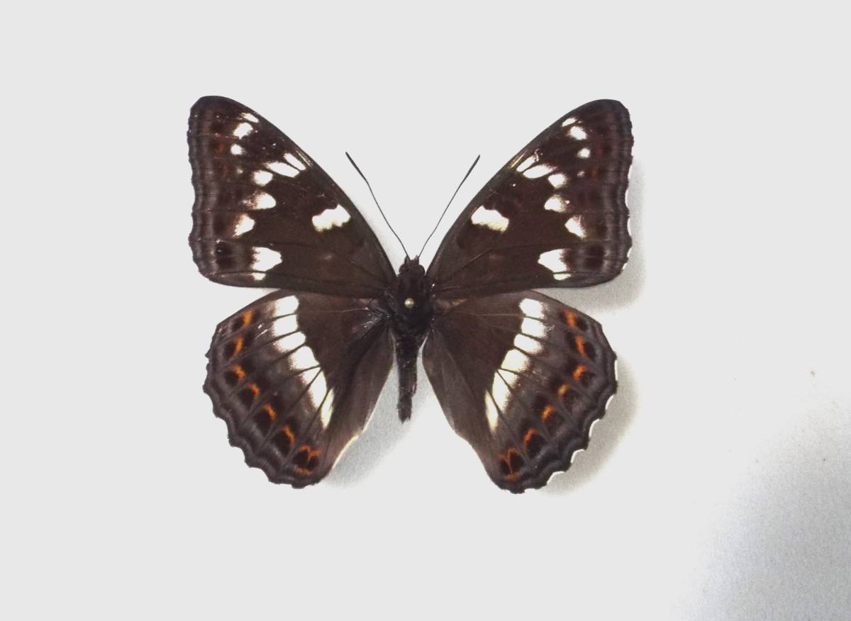 立体標本】国産蝶 オオイチモンジ ライブ標本 【公式通販】