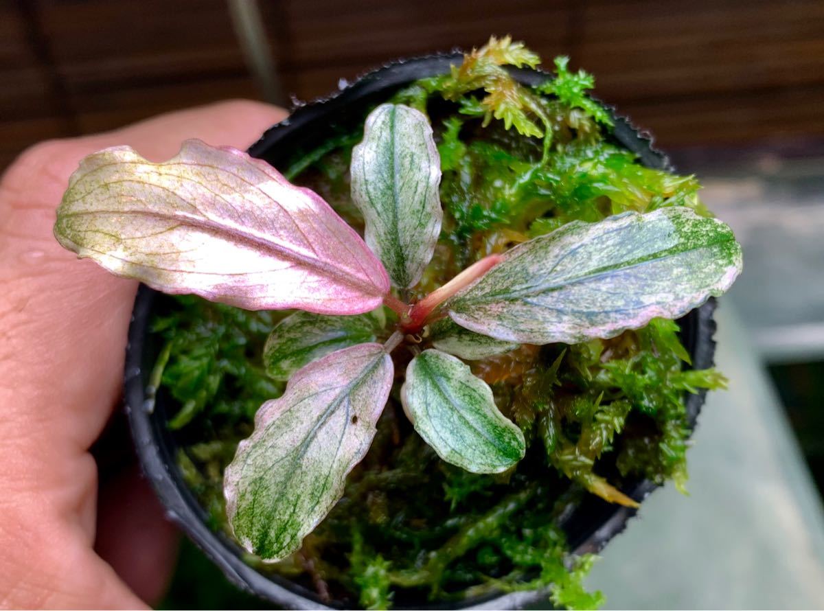 k*m様 ブセファランドラ sp ピンクバリエガータ[水上育成] k*m様