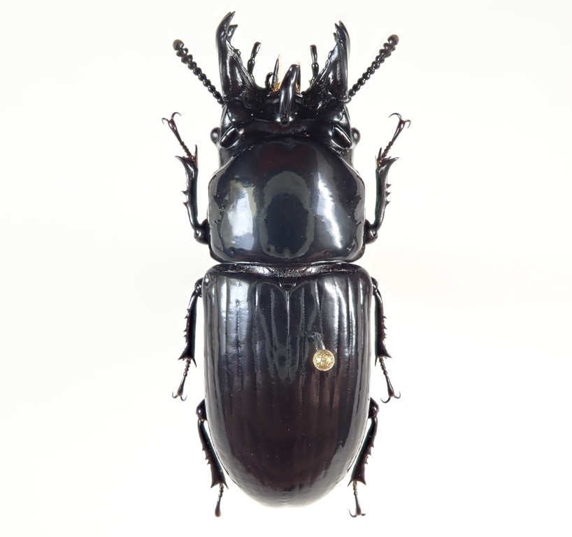 ウズベキスタン産 ゴミムシダマシ 33mm ウズベキスタン産