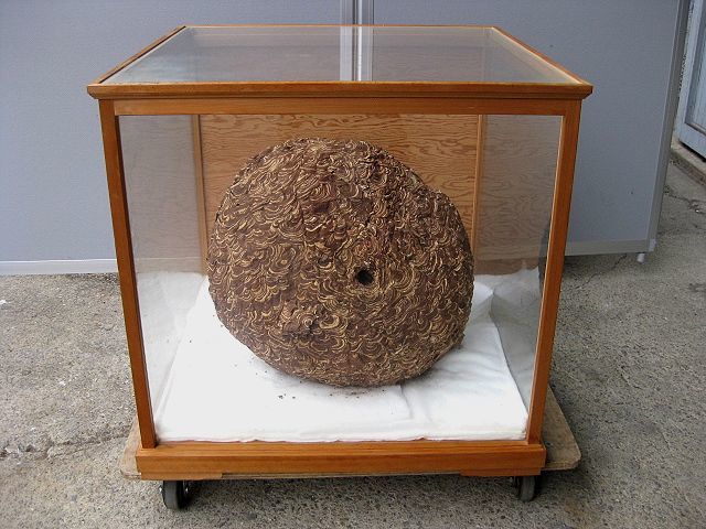 ハチの巣標本 ガラスケース入り