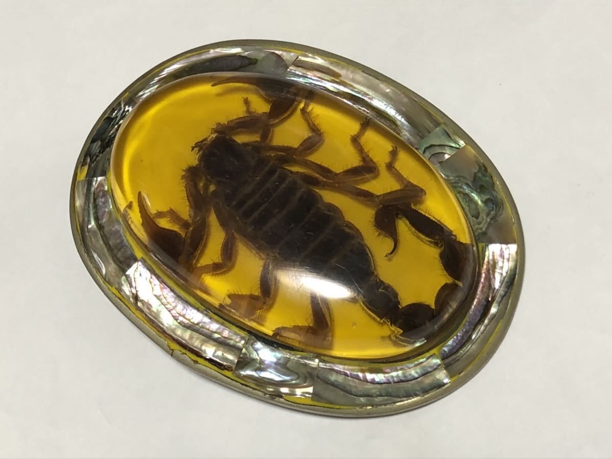 蠍の剥製 【公式通販】