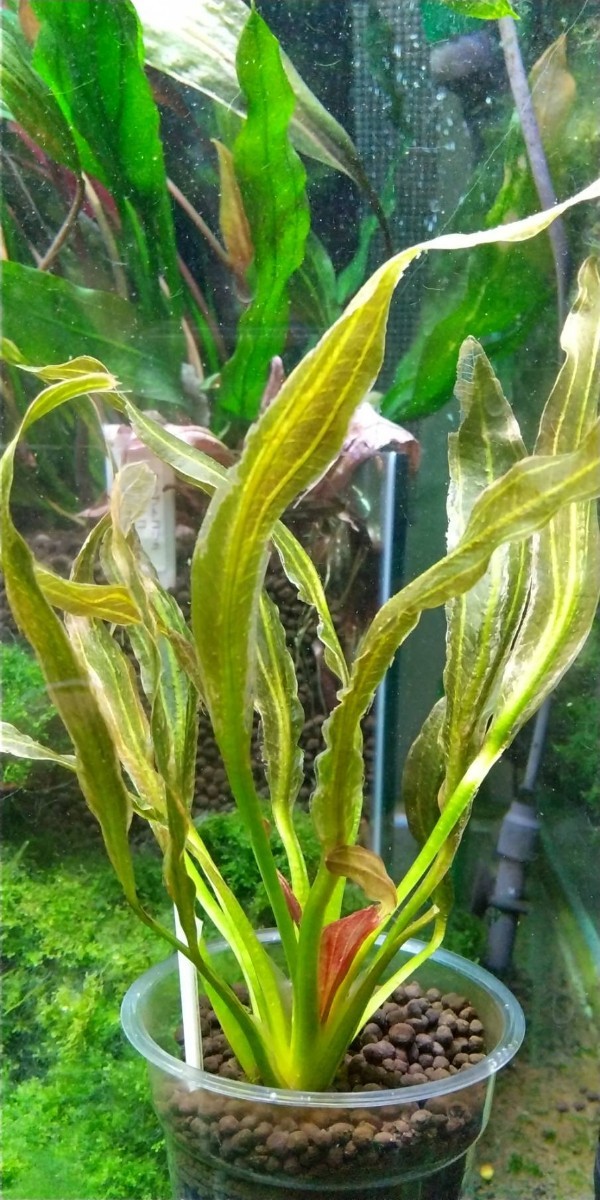 エキノドルス・ホレマニーオレンジ ホレマニー オレンジ エキノドルス