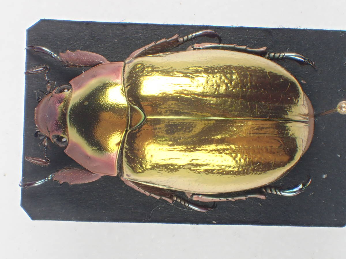 豪州産 超特大 キンイロコガネ 37mm