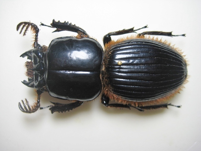 ☆ガテマラ産 ゴーリーオバケクロツヤムシ 日本最大のブランド クモマ