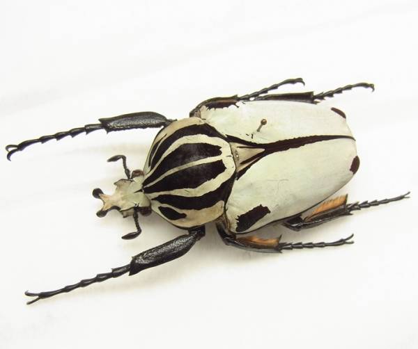 カメルーンゴライアスオオツノハナムグリ約90mm