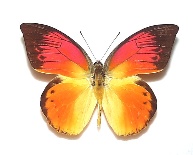 デタニツマベニチョウ | World beetle museum & Astro-Observatory