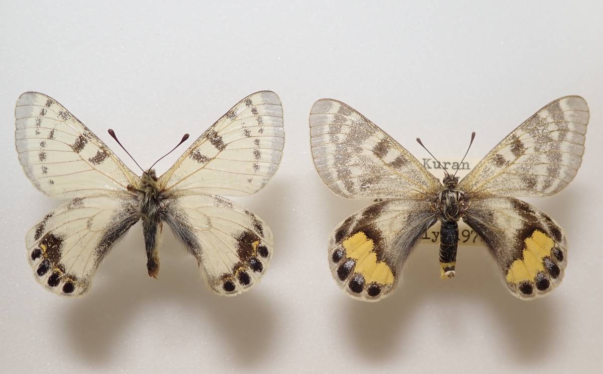 パルナシウス・アッコ・ホロハオアエ（中国甘粛省祁連山、オス）