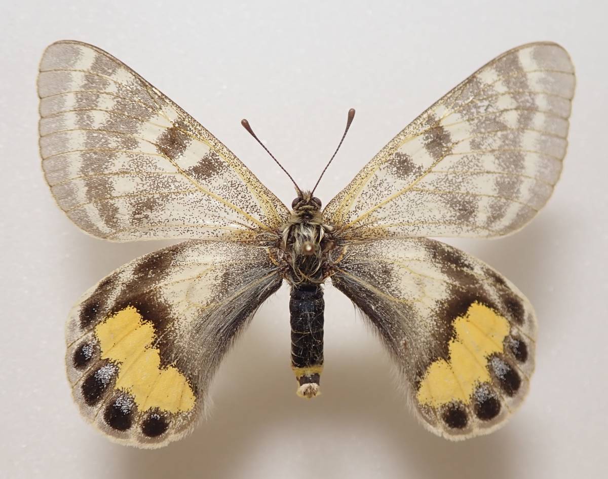 ウスバキチョウ（ロシア）ペアー 【公式通販】