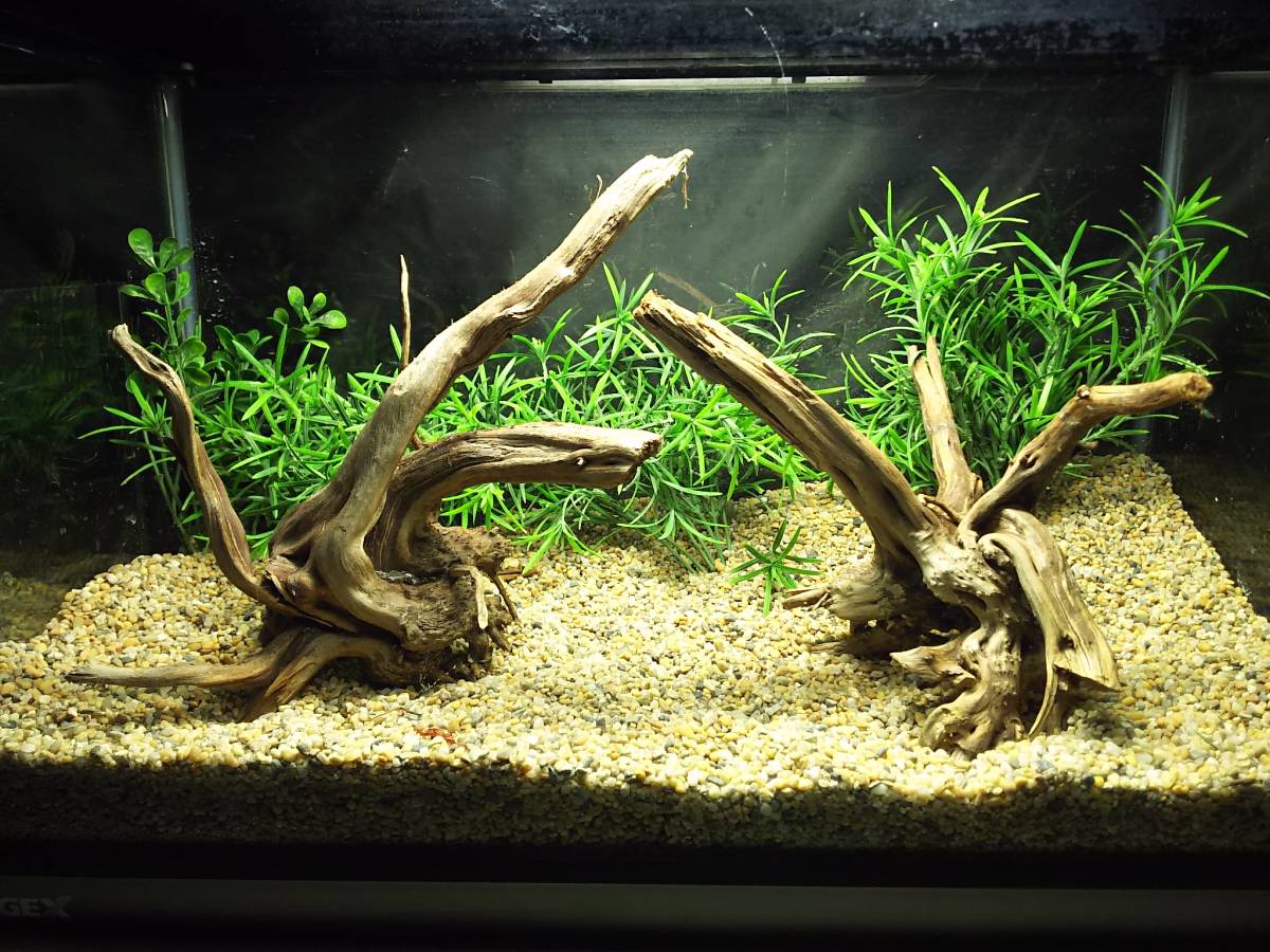 ADA ブランチウッド② 流木 | ADA - PRODUCT - レイアウト素材