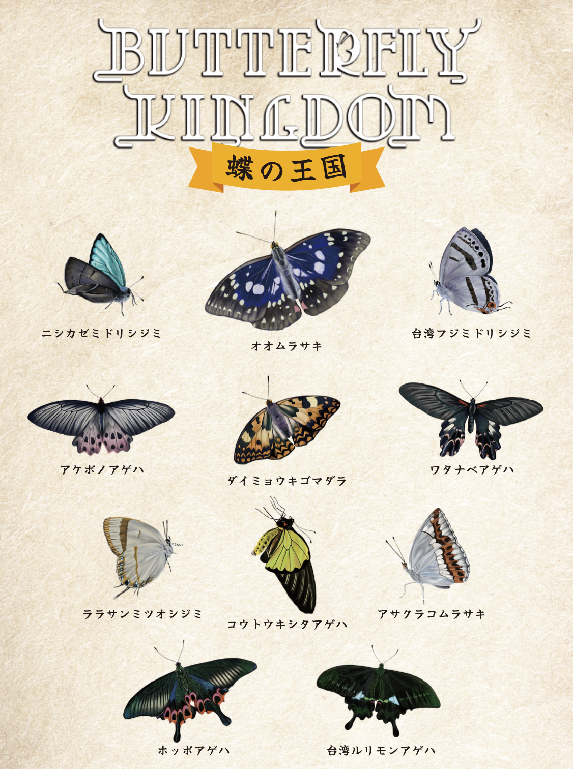 希少蝶の標本オオムラサキ等採取1982/1987等ケース約50x42x6cm 希少蝶