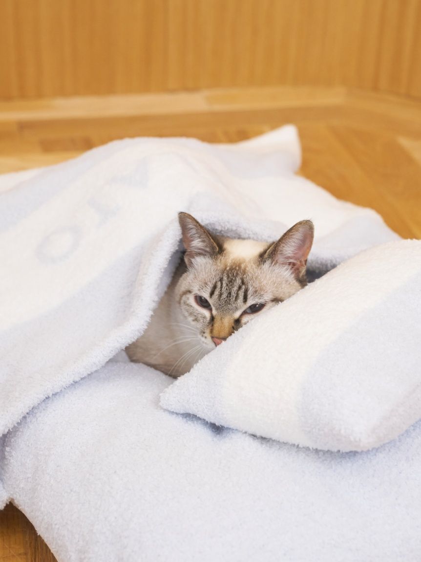 CAT&DOG】ベビモコおふとんセットL(ベッド・ハウス)｜ルームウェア