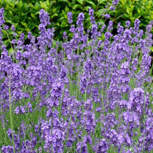 園芸ネット本店｜ラベンダー（耐暑性・二期咲き）：長崎ラベンダー