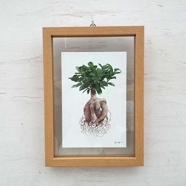 園芸ネット本店｜（わけあり特価）ボタニカルアート：ガジュマル