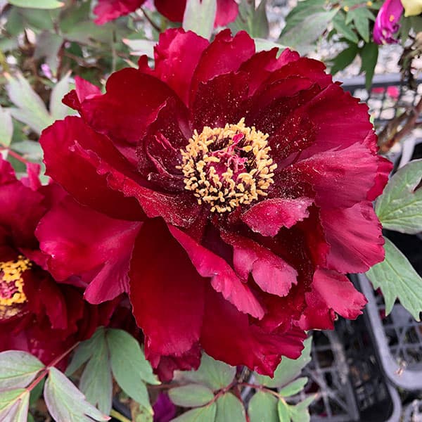 新春セール 中国小型シート 牡丹亭 1984 美品 新春セール 中国小型