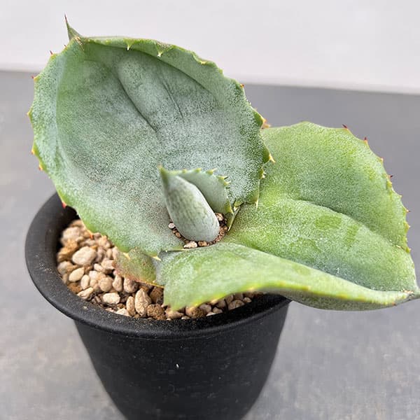 パピリオブッダ（1オス、インド・ニルギリ産） 【公式通販】