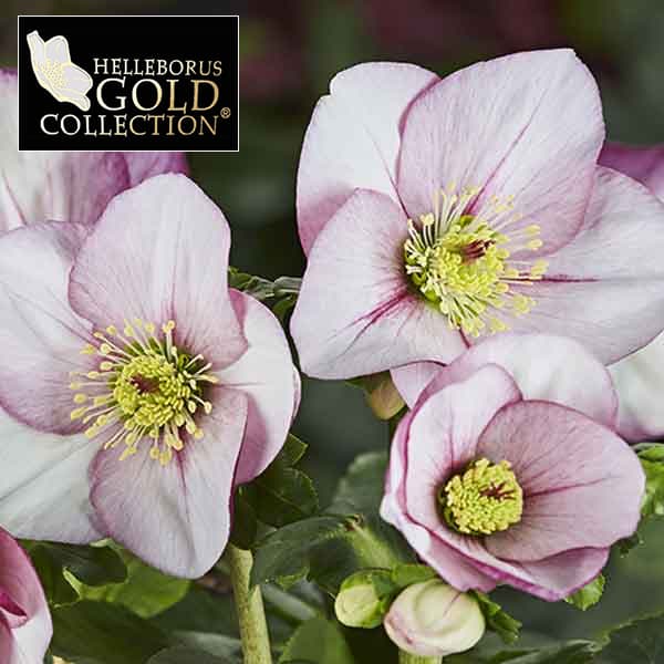 サンタクララ グァテマラ ゲイシャ | カプセル | コーヒーのおいしい話