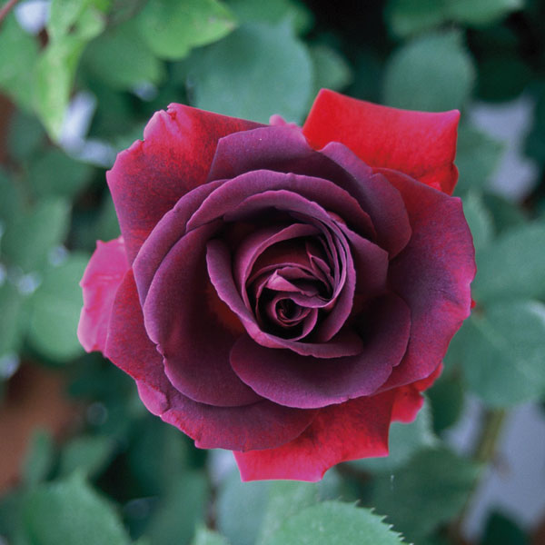 園芸ネット本店｜つるバラ：みかも大苗 の通販【公式】