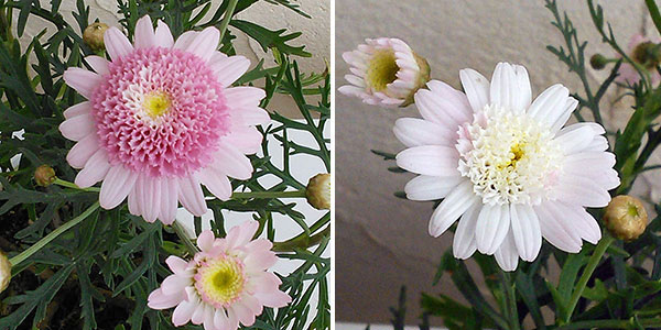 園芸ネット本店｜[送料無料][2021年遅れてごめんね母の日ギフト