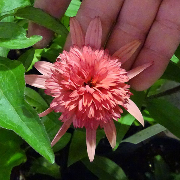 園芸ネット本店｜エキナセア：ラズベリートラッフル（ラズベリー