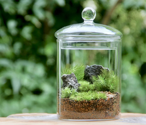 こけむすび こけむすび 苔テラリウム体験 | 苔むすび