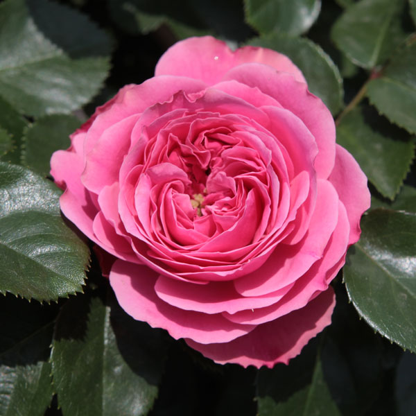 園芸ネット本店｜[バラ行燈予約][送料無料]つるバラ：レオナルド ダ