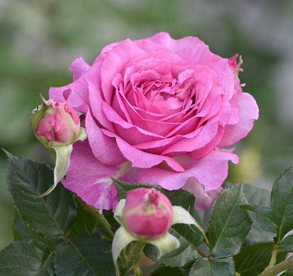 園芸ネット本店｜バラ：フレグランスローズ フェリーチェ6号鉢 の通販