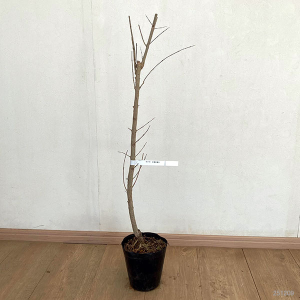 園芸ネット本店｜ザクロ：中華石榴王（チュウカザクロオウ）4号ポット