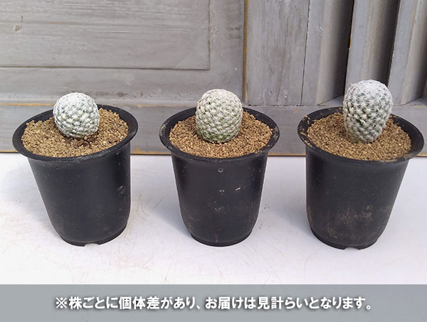 園芸ネット本店｜サボテン：白鳥 2.5号鉢植え の通販【公式】