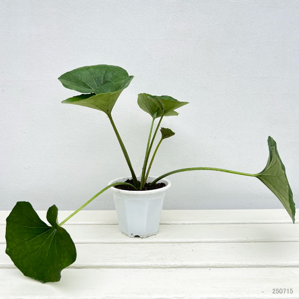 即購入可】青葉つむぎ まとめ売り 2026年最新】紬 まとめ売りの人気