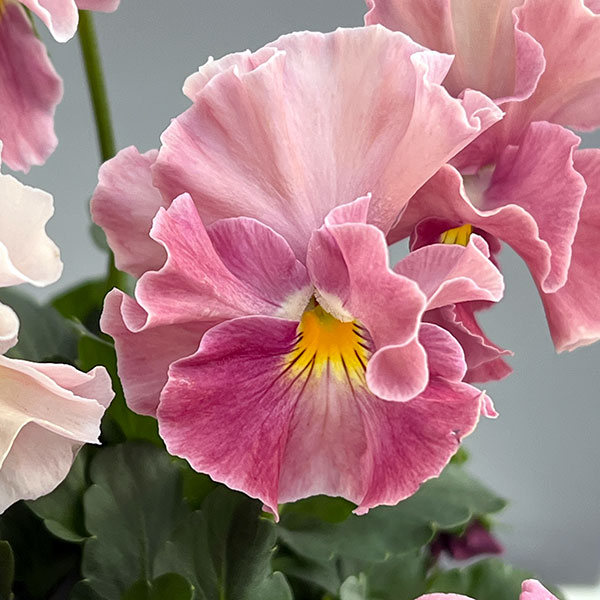 園芸ネット本店｜ビオラ（フリル咲き）：アーカイブ ピンク系3号ロング