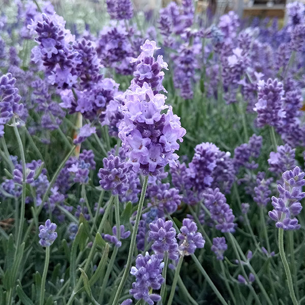 園芸ネット本店｜[送料無料]耐暑性ラベンダー：長崎ラベンダーリトル