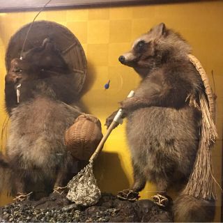 タヌキ の剥製 かどやの玄関にある「狸（たぬき）」のはく製って何で置い