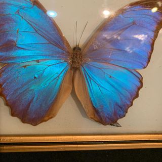 モルフォ蝶 標本 額装 ブラジル 難あり♡の通販 by aoi's shop｜ラクマ