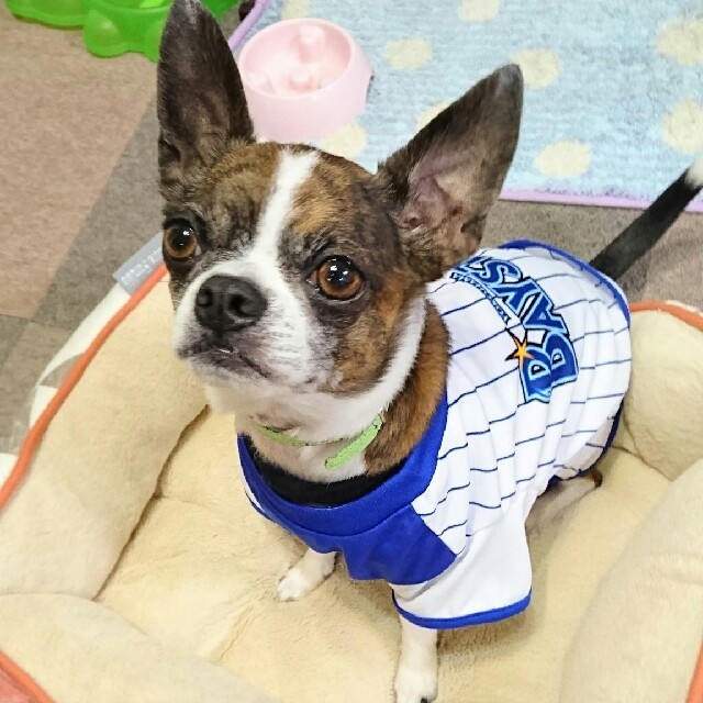 横浜DeNAベイスターズ - 横浜DeNAベイスターズユニホーム ドッグ