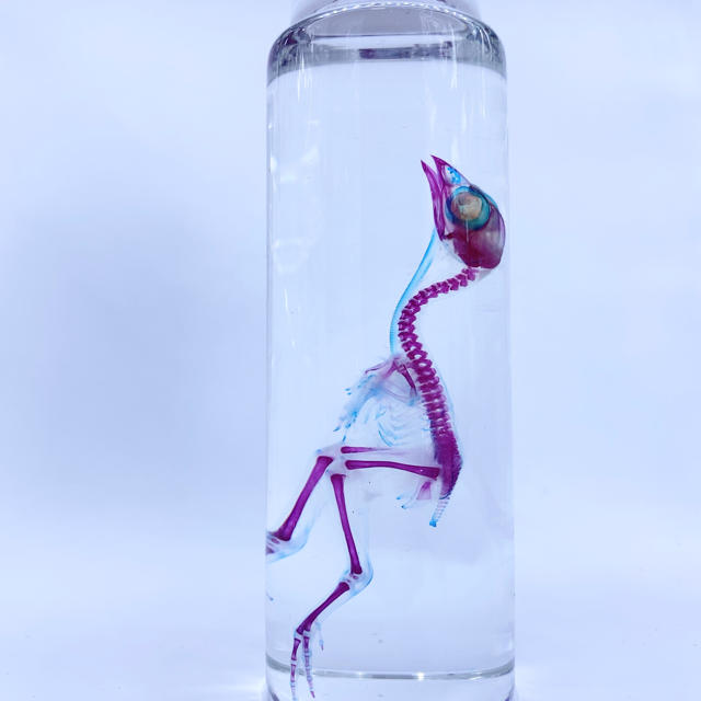 透明標本 ウズラの通販 by 透明標本Clair ショップはcreemaへ移行｜ラクマ